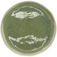 Lade das Bild in den Galerie-Viewer, Terra Heritage Dinner Plate
